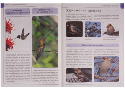 Птицы с доставкой по Минску от 70 рублей бесплатно!